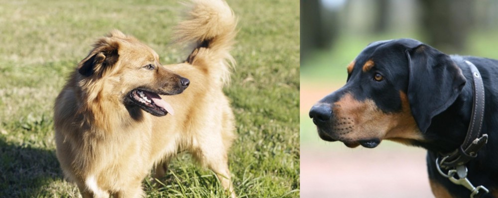Lithuanian Hound vs Basque Shepherd - Breed Comparison