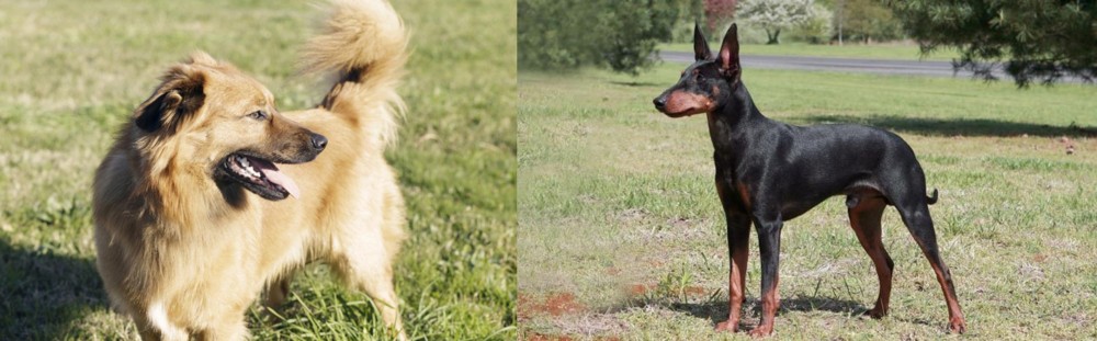 Manchester Terrier vs Basque Shepherd - Breed Comparison