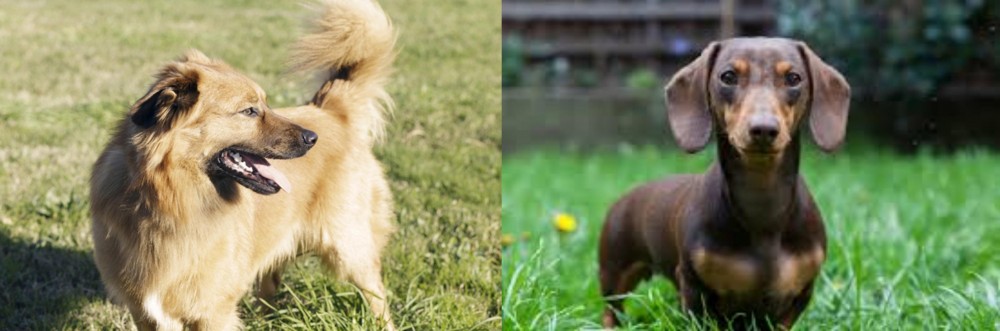 Miniature Dachshund vs Basque Shepherd - Breed Comparison