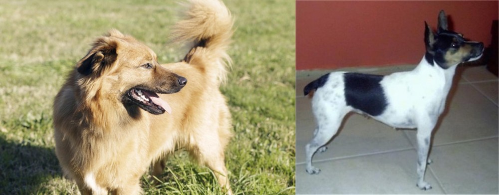 Miniature Fox Terrier vs Basque Shepherd - Breed Comparison