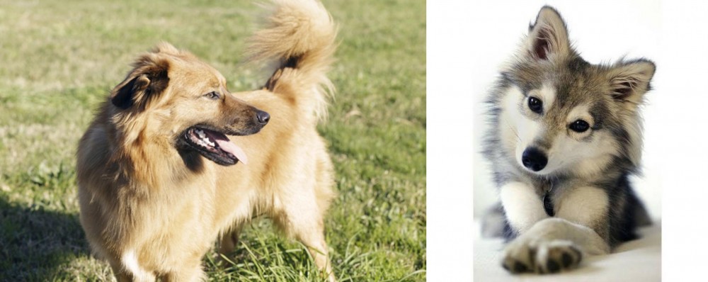 Miniature Siberian Husky vs Basque Shepherd - Breed Comparison