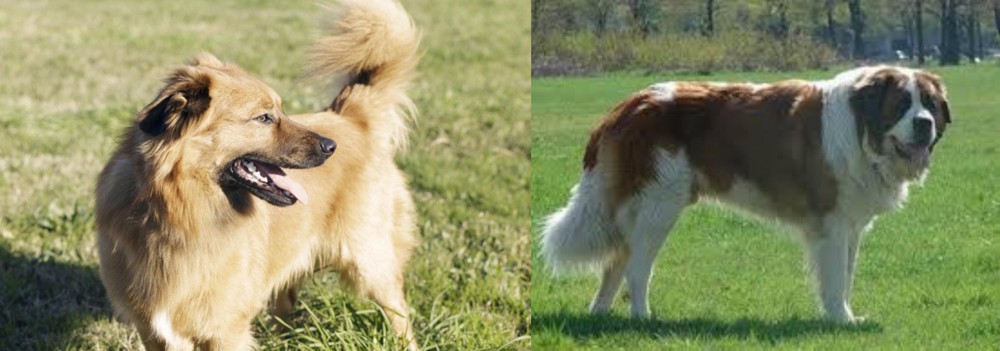 Moscow Watchdog vs Basque Shepherd - Breed Comparison