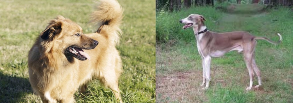 Mudhol Hound vs Basque Shepherd - Breed Comparison