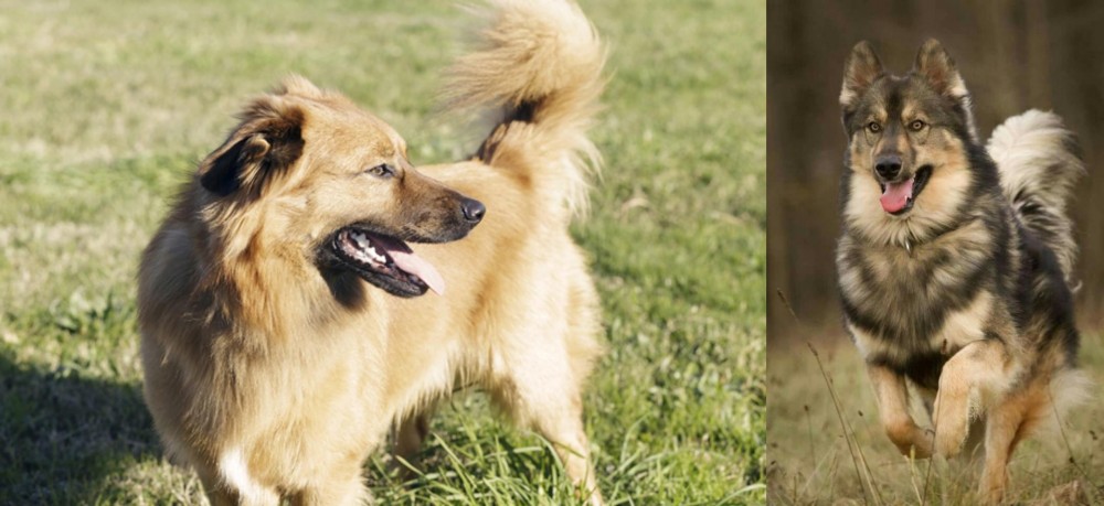 Native American Indian Dog vs Basque Shepherd - Breed Comparison