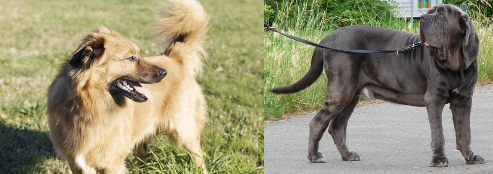 Neapolitan Mastiff vs Basque Shepherd - Breed Comparison