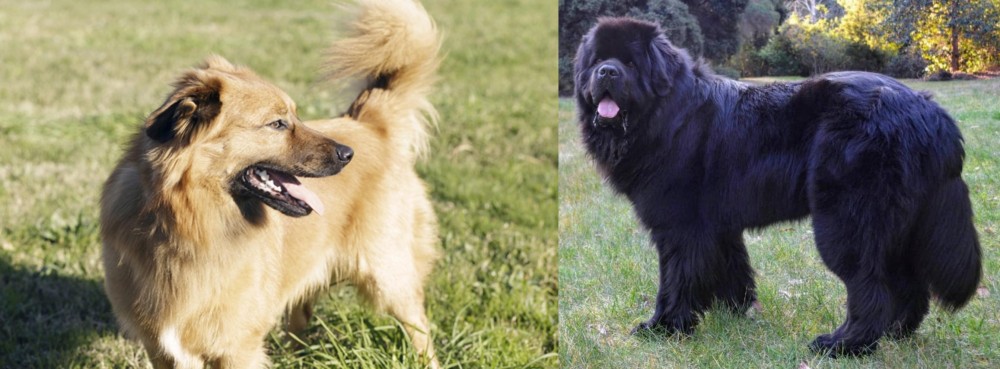 Newfoundland Dog vs Basque Shepherd - Breed Comparison