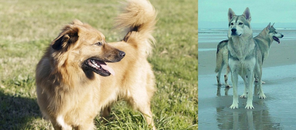 Northern Inuit Dog vs Basque Shepherd - Breed Comparison