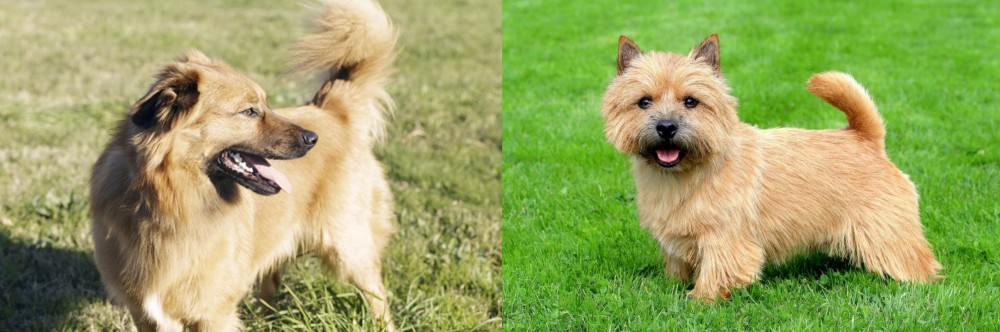 Norwich Terrier vs Basque Shepherd - Breed Comparison