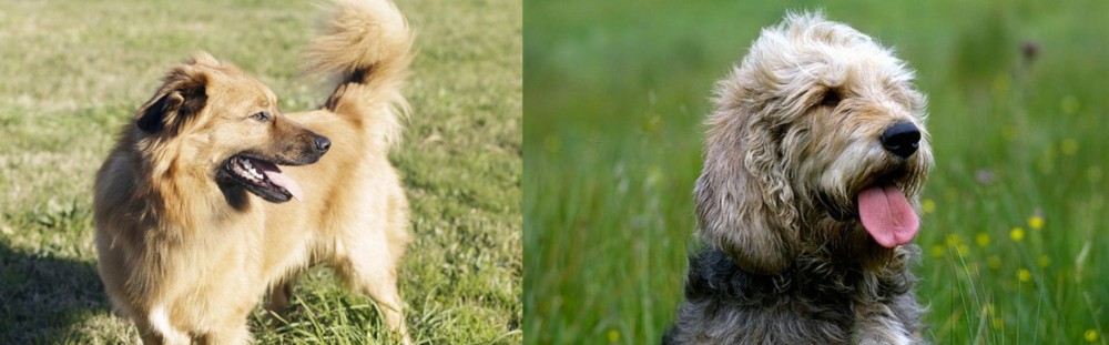 Otterhound vs Basque Shepherd - Breed Comparison
