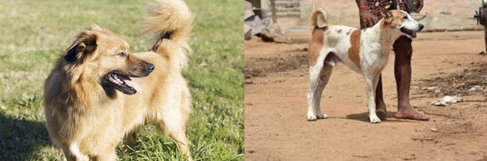 Pandikona vs Basque Shepherd - Breed Comparison