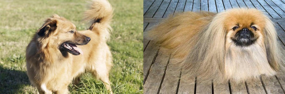 Pekingese vs Basque Shepherd - Breed Comparison