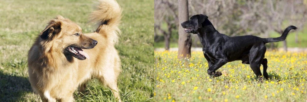 Perro de Pastor Mallorquin vs Basque Shepherd - Breed Comparison