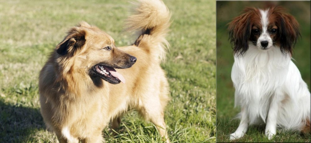 Phalene vs Basque Shepherd - Breed Comparison