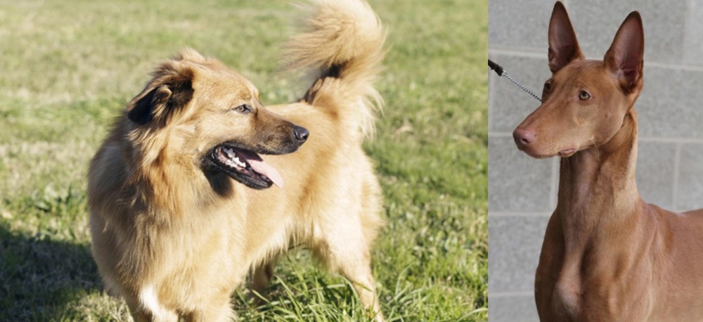 Pharaoh Hound vs Basque Shepherd - Breed Comparison