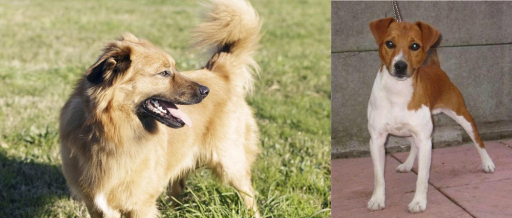 Plummer Terrier vs Basque Shepherd - Breed Comparison