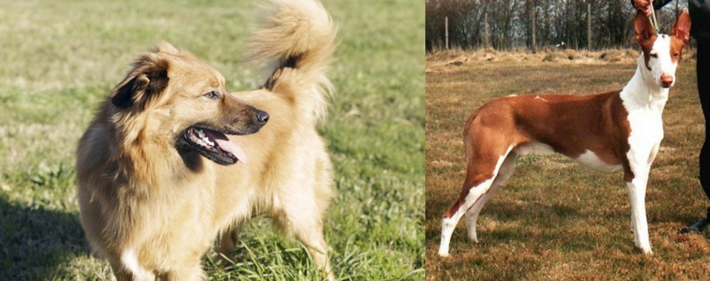 Podenco Canario vs Basque Shepherd - Breed Comparison