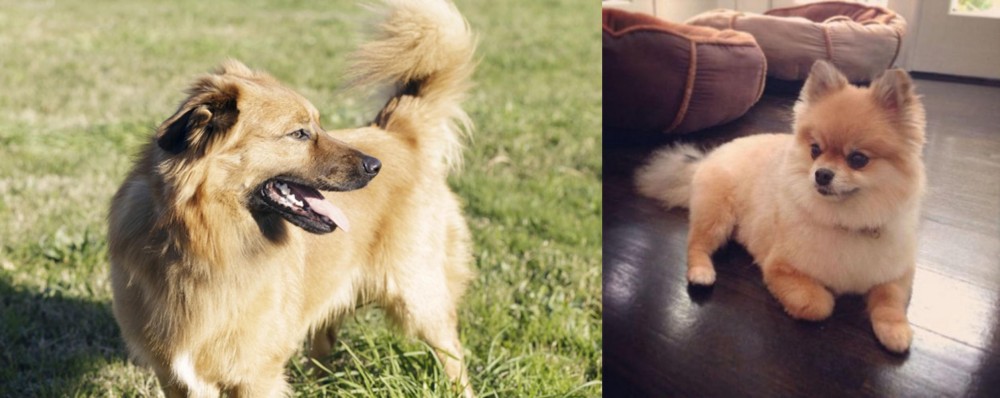 Pomeranian vs Basque Shepherd - Breed Comparison
