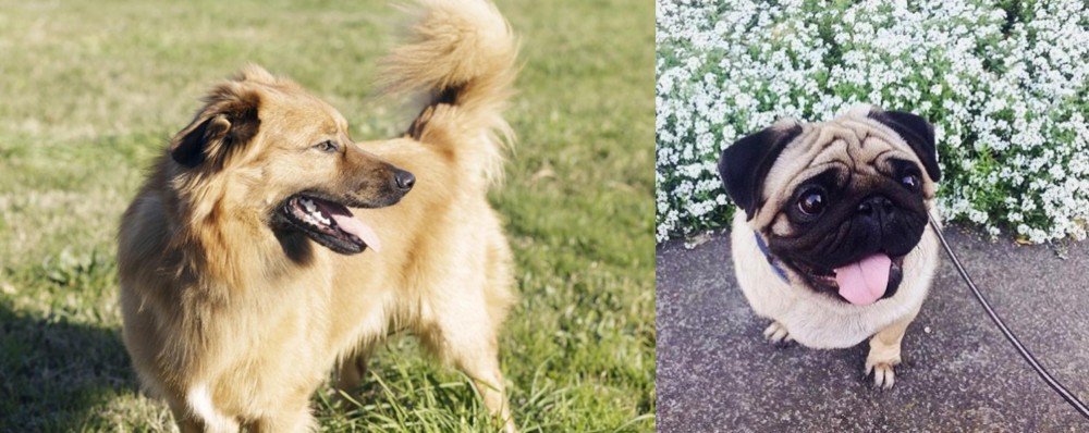 Pug vs Basque Shepherd - Breed Comparison