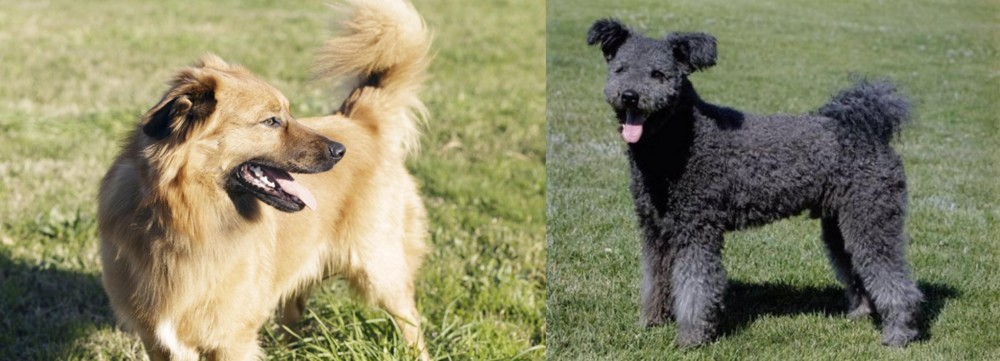 Pumi vs Basque Shepherd - Breed Comparison
