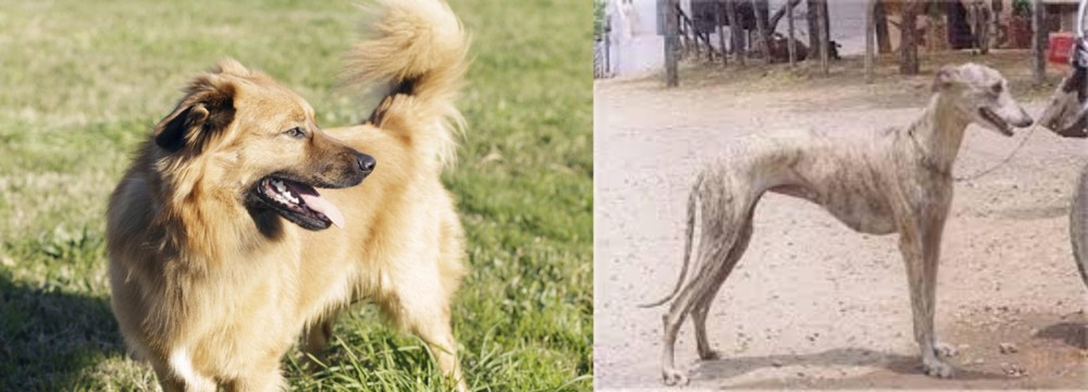 Rampur Greyhound vs Basque Shepherd - Breed Comparison