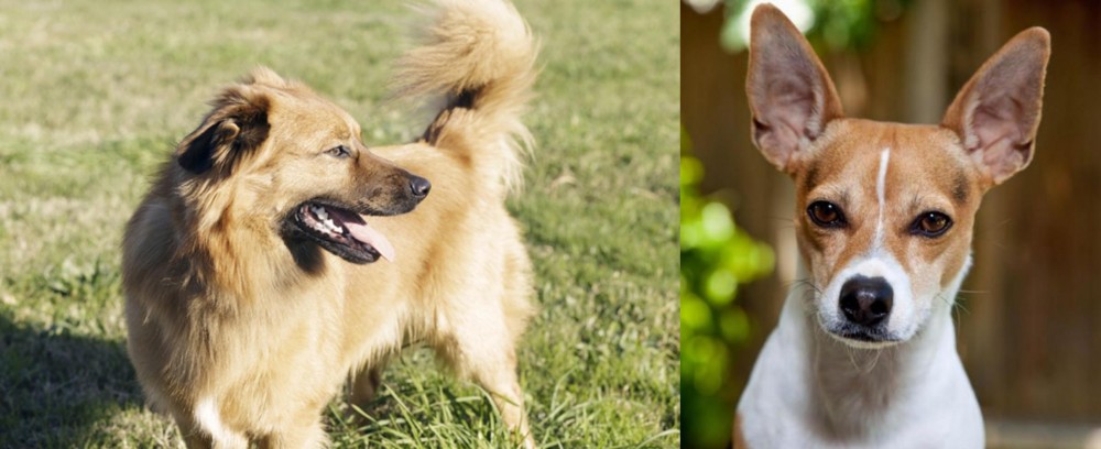 Rat Terrier vs Basque Shepherd - Breed Comparison