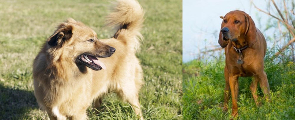 Redbone Coonhound vs Basque Shepherd - Breed Comparison