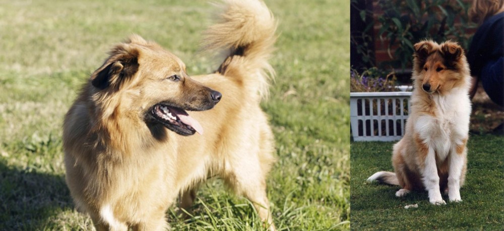 Rough Collie vs Basque Shepherd - Breed Comparison