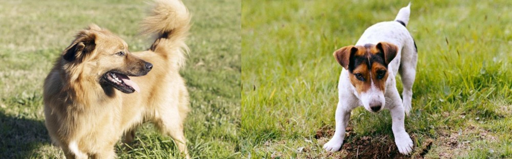 Russell Terrier vs Basque Shepherd - Breed Comparison