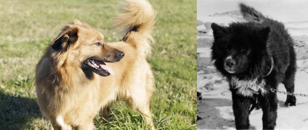 Sakhalin Husky vs Basque Shepherd - Breed Comparison