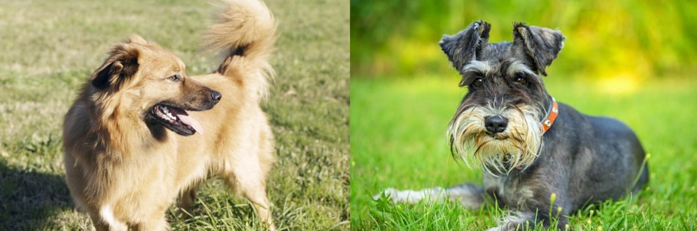 Schnauzer vs Basque Shepherd - Breed Comparison