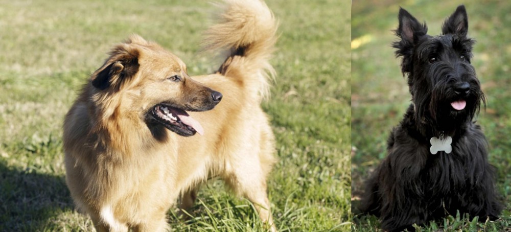Scoland Terrier vs Basque Shepherd - Breed Comparison