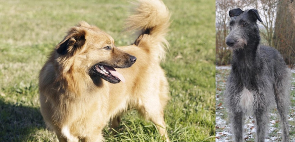 Scottish Deerhound vs Basque Shepherd - Breed Comparison