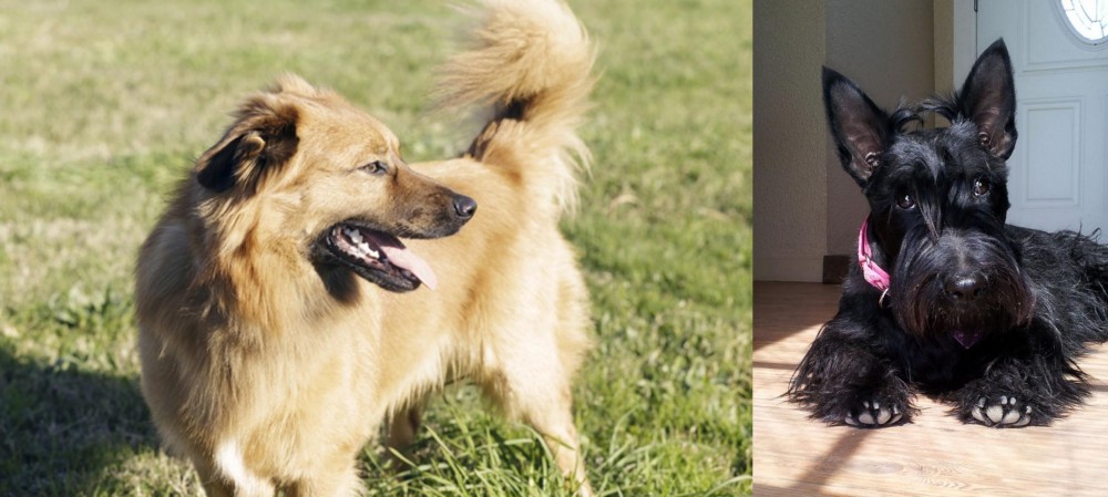 Scottish Terrier vs Basque Shepherd - Breed Comparison