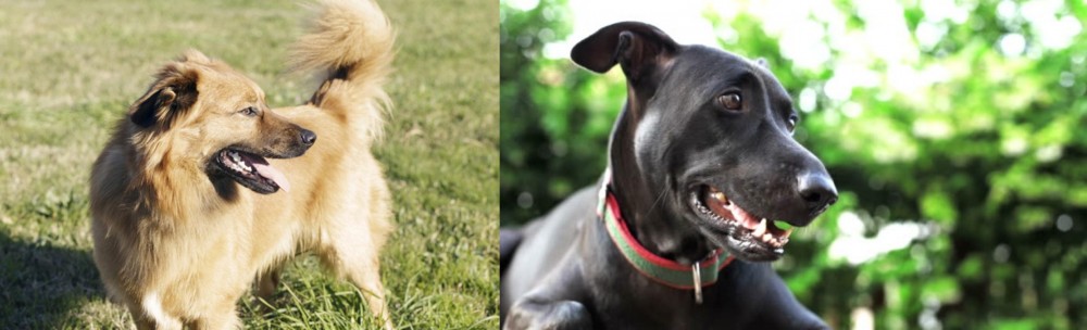 Shepard Labrador vs Basque Shepherd - Breed Comparison
