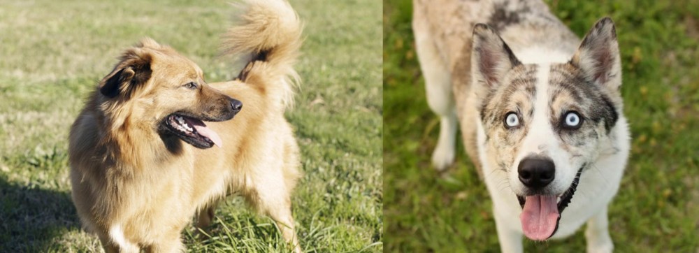 Shepherd Husky vs Basque Shepherd - Breed Comparison