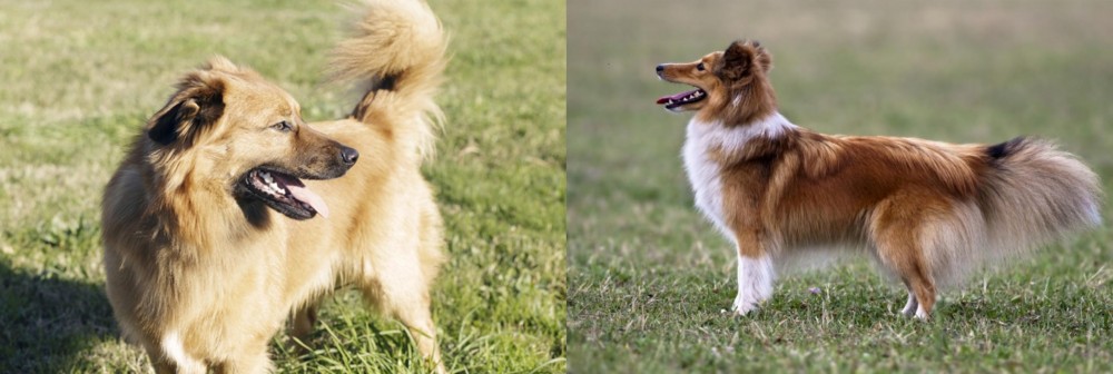Shetland Sheepdog vs Basque Shepherd - Breed Comparison
