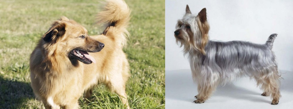 Silky Terrier vs Basque Shepherd - Breed Comparison