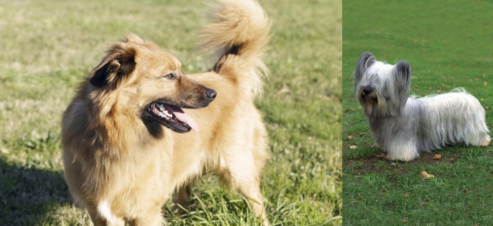Skye Terrier vs Basque Shepherd - Breed Comparison