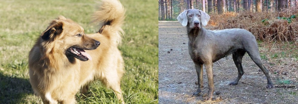 Slovensky Hrubosrsty Stavac vs Basque Shepherd - Breed Comparison