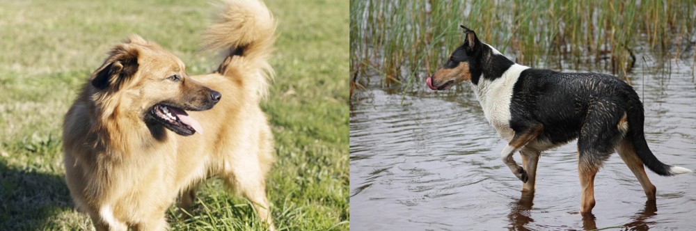 Smooth Collie vs Basque Shepherd - Breed Comparison