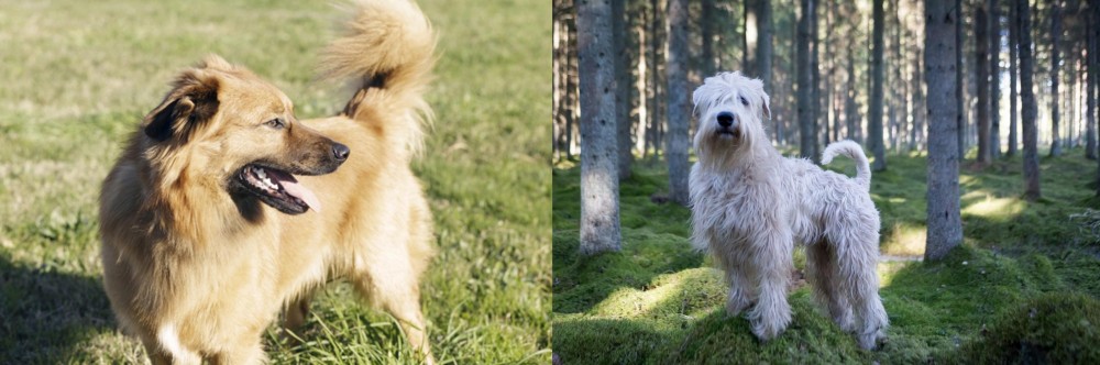Soft-Coated Wheaten Terrier vs Basque Shepherd - Breed Comparison