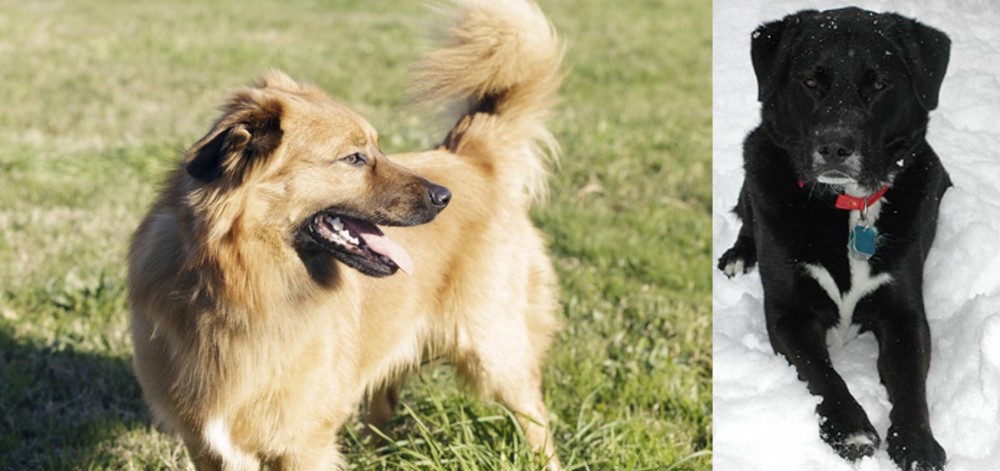 St. John's Water Dog vs Basque Shepherd - Breed Comparison