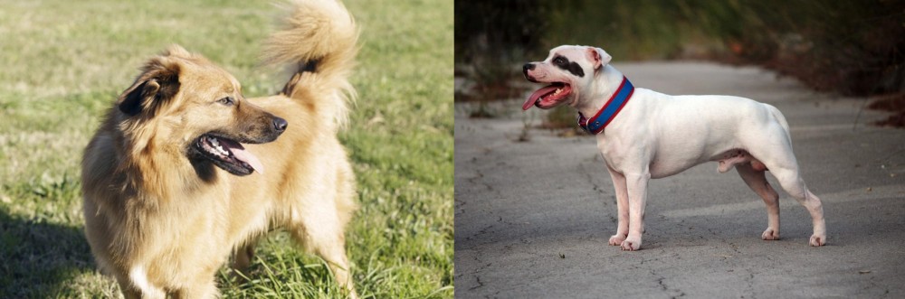 Staffordshire Bull Terrier vs Basque Shepherd - Breed Comparison