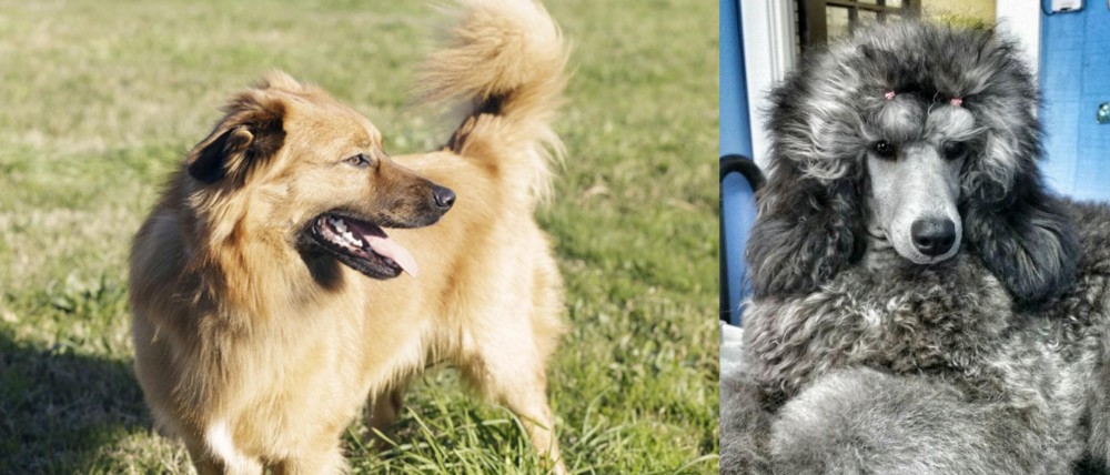 Standard Poodle vs Basque Shepherd - Breed Comparison