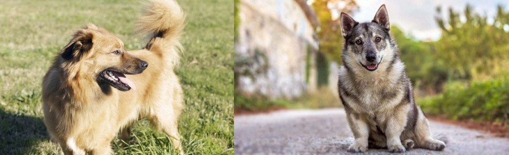 Swedish Vallhund vs Basque Shepherd - Breed Comparison