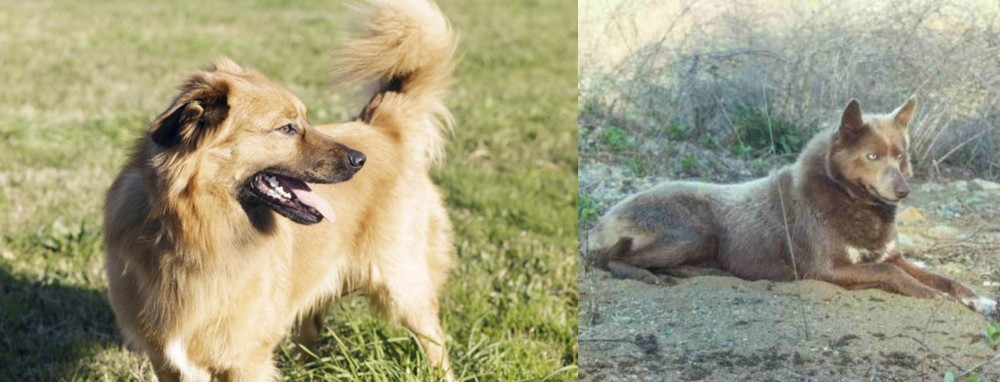 Tahltan Bear Dog vs Basque Shepherd - Breed Comparison