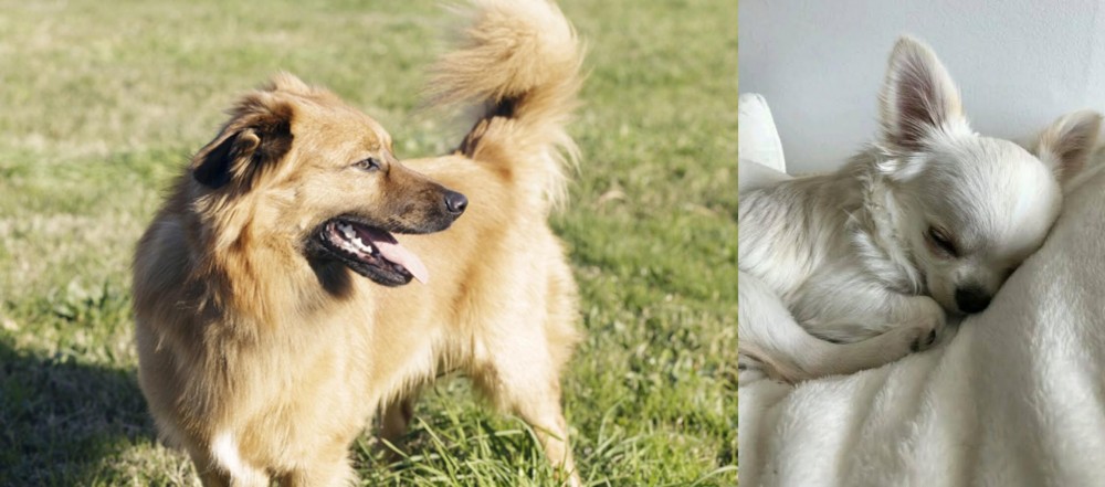 Tea Cup Chihuahua vs Basque Shepherd - Breed Comparison
