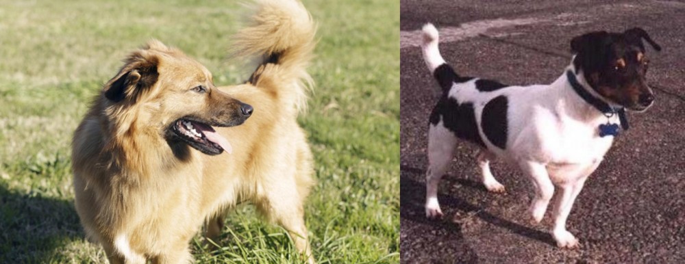Teddy Roosevelt Terrier vs Basque Shepherd - Breed Comparison