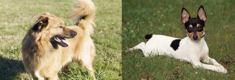 Toy Fox Terrier vs Basque Shepherd - Breed Comparison