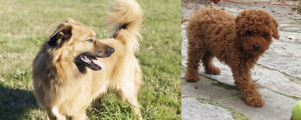 Toy Poodle vs Basque Shepherd - Breed Comparison